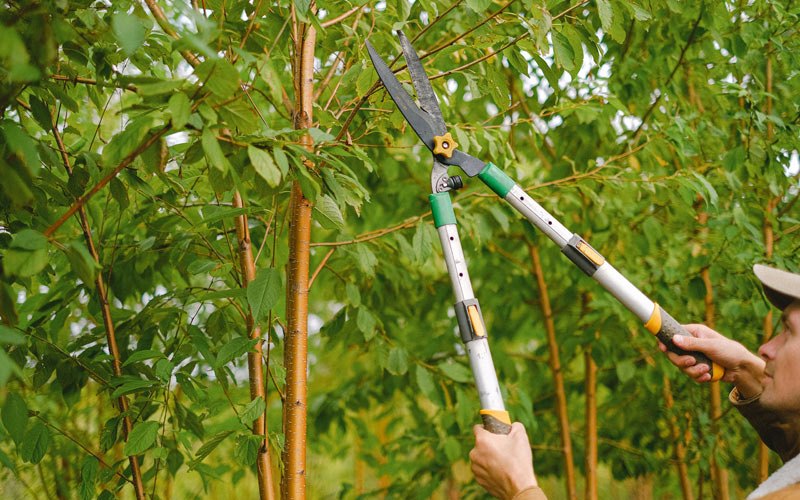 Tree trimming in Tualatin, OR